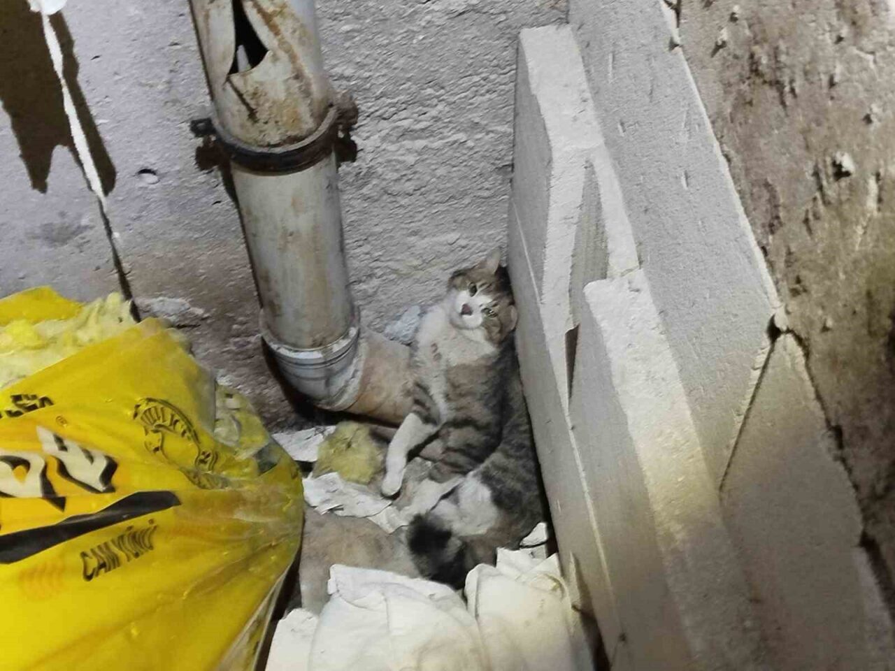 Erzincan’da havalandırma boşluğunda sıkışan kedi itfaiye ekiplerince kurtarıldı. Eski Araştırma