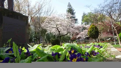 Prof. Dr. Tevfik Özlü, polen alerjisinin arttığı mevsimde, hastaların belirtilere