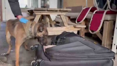 Erzurum’da polis ekipleri narkotik madde arama köpeği Hera’nın da katıldığı