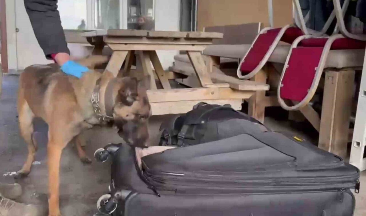 Erzurum’da polis ekipleri narkotik madde arama köpeği Hera’nın da katıldığı