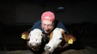 2024 yılı ikinci dönem buzağı destekleme başvuruları başladı. Başvurular 16