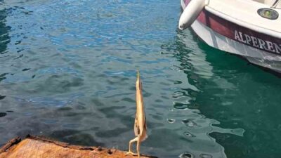 Trabzon’un Ortahisar ilçesi Faroz Balıkçı Limanı’nda bir balıkçı ilk kez