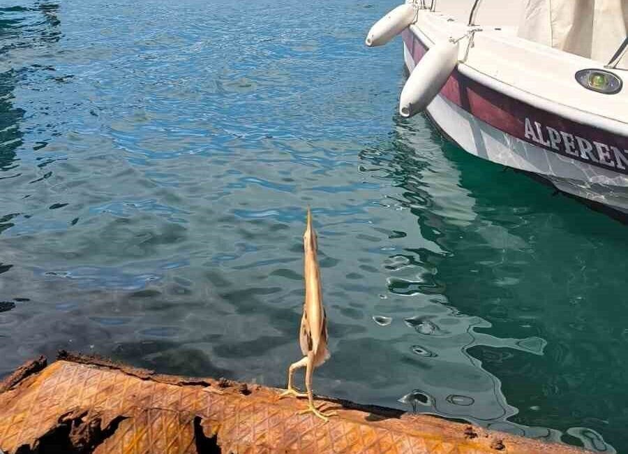 Trabzon’un Ortahisar ilçesi Faroz Balıkçı Limanı’nda bir balıkçı ilk kez