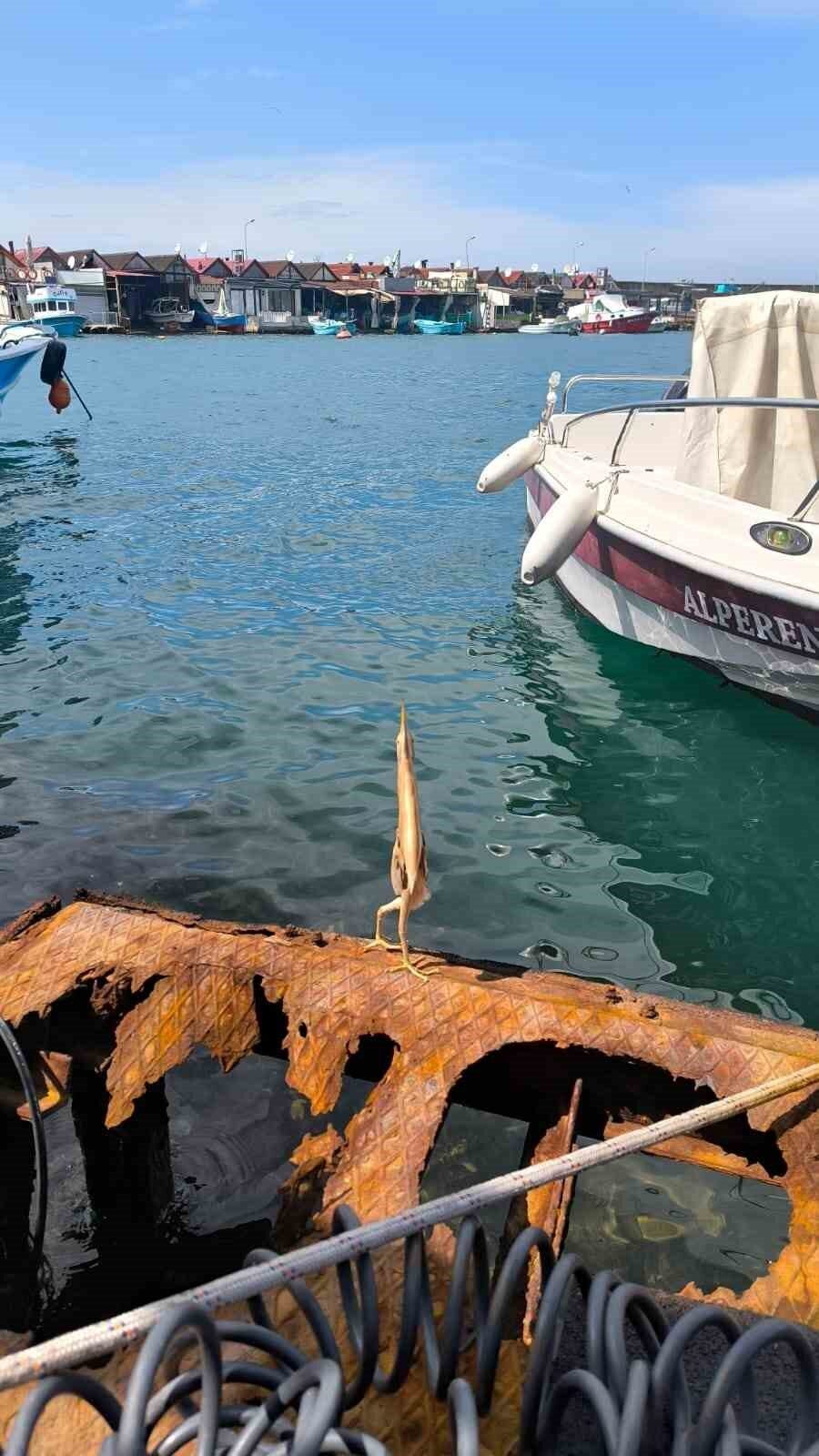 Trabzon’un Ortahisar ilçesi Faroz Balıkçı Limanı’nda bir balıkçı ilk kez