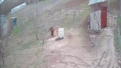 Tavuk kümesine dadanan kurnaz tilkiyi, dünyanın en zeki ve güçlü