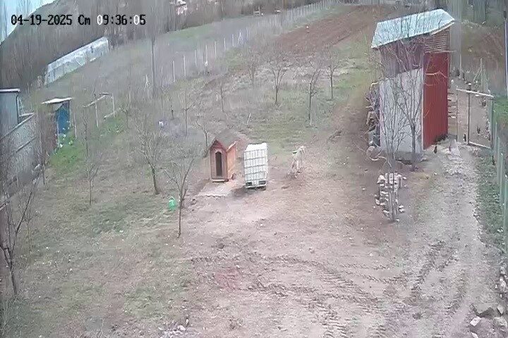 Tavuk kümesine dadanan kurnaz tilkiyi, dünyanın en zeki ve güçlü