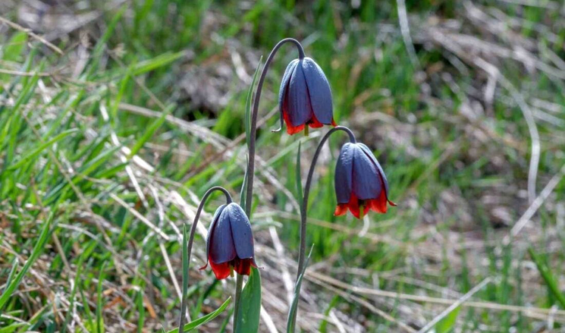Erzurum’un Karayazı ilçesinde “Ters Lale Festivali” için hazırlıklar devam ediyor.