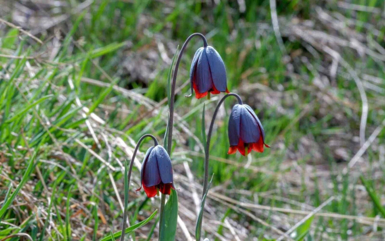 Erzurum’un Karayazı ilçesinde “Ters Lale Festivali” için hazırlıklar devam ediyor.