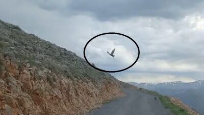 Erzincan’ın Kemaliye ilçesinde kartalın yılanı avlayıp uçarak götürmesi cep telefonu