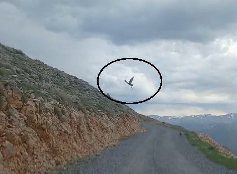 Erzincan’ın Kemaliye ilçesinde kartalın yılanı avlayıp uçarak götürmesi cep telefonu