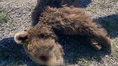 Kastamonu’nun Pınarbaşı ilçesinde aracın çarptığı anne ayı ve yavrusu telef