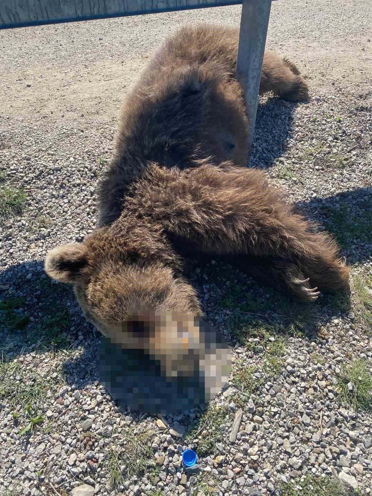 Kastamonu’nun Pınarbaşı ilçesinde aracın çarptığı anne ayı ve yavrusu telef