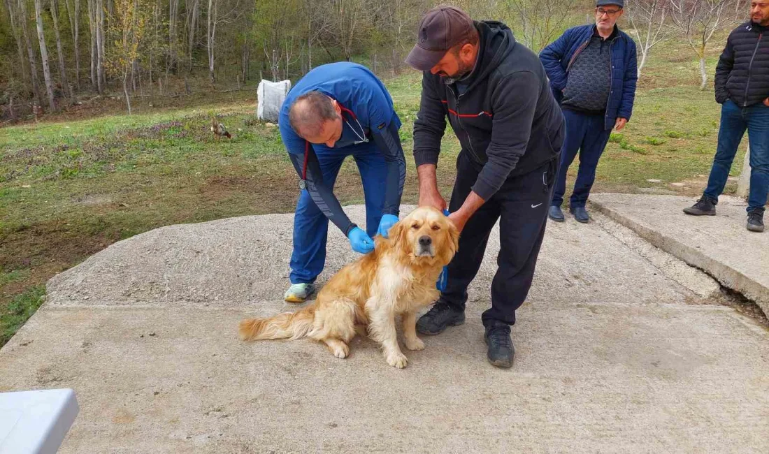 Kastamonu’da sahipli köpeklerin kimliklendirmesi için İl Tarım ve Orman Müdürlüğü