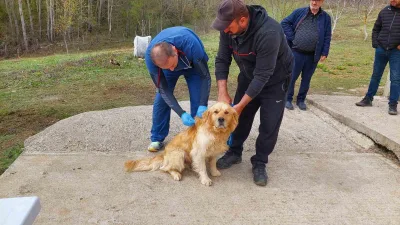 Kastamonu’da sahipli köpeklerin kimliklendirmesi için İl Tarım ve Orman Müdürlüğü