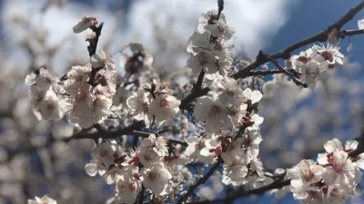 Erzincan'da kayısı ağaçlarında çil ve monilya hastalıklarına karşı ilkbaharda ilaçlama