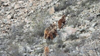 Erzurum’un İspir ilçesinde ayı ailesi görüntülendi. Erzurum’un İspir ilçesinde yaşayan