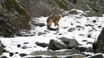 İspir'de kış uykusundan uyanan boz ayı, dağcı Bülent Erkan tarafından