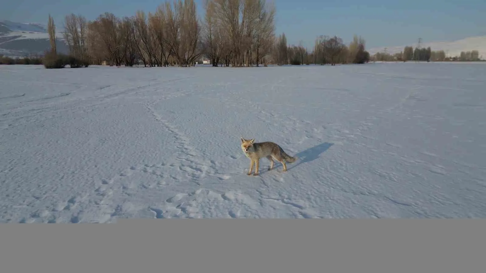 Erzurum’da karlı ovada avlanan Tilki dron ile görüntülendi. Erzurum’un Tortum