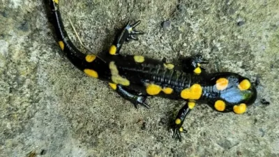 Bayburt'un Demirözü ilçesinde koruma altındaki "Benekli Semenderler" Yakupabdal Tabiat Parkı'nda