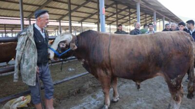 Erzurum’un Oltu ilçesinde yaklaşan Kurban Bayramı öncesi hayvan pazarlarında hareketlilik