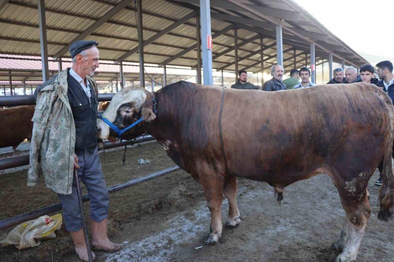 Erzurum’un Oltu ilçesinde yaklaşan Kurban Bayramı öncesi hayvan pazarlarında hareketlilik