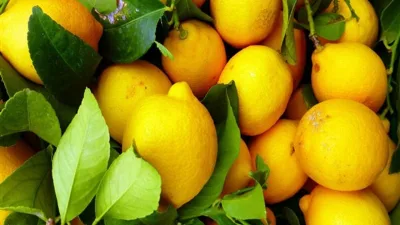 Ticaret Bakanlığı, don olaylarının ardından limon ihracatının 8 Nisan 2025