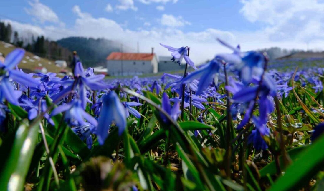 Doğa severler tarafından Trabzon’un Tonya ilçesinde sadece bu mevsimde açan