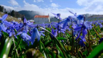 Doğa severler tarafından Trabzon’un Tonya ilçesinde sadece bu mevsimde açan