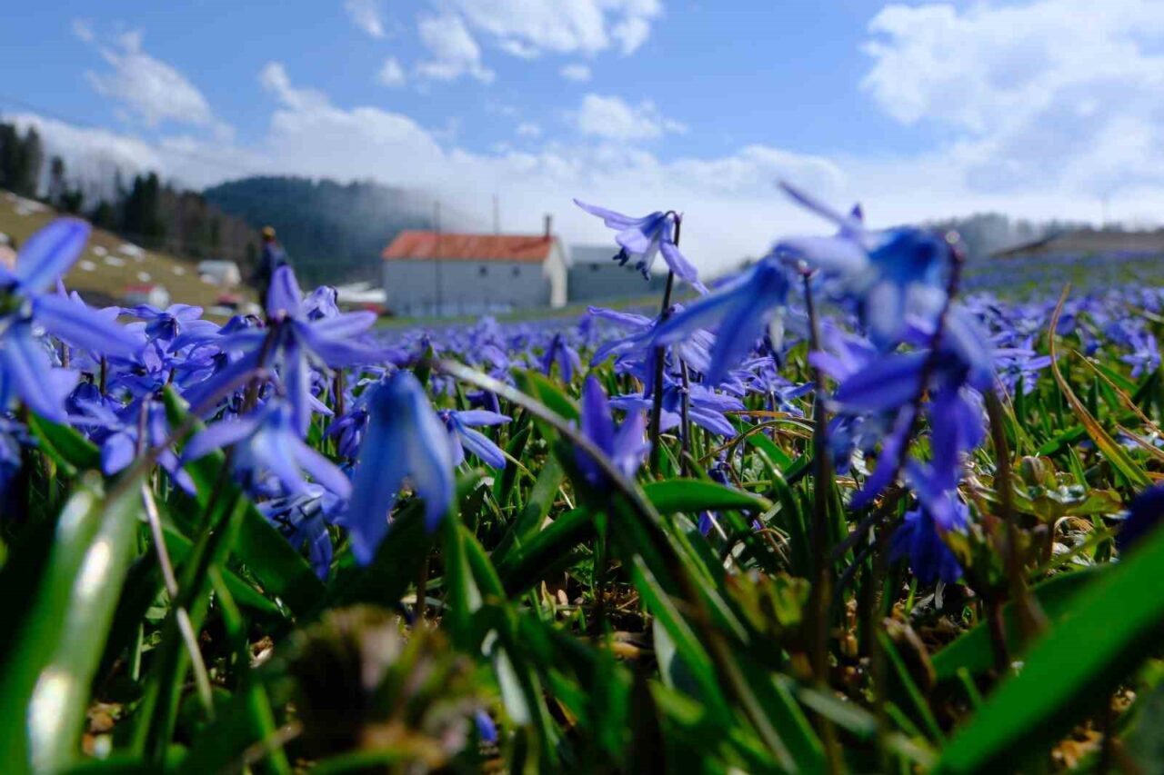 Doğa severler tarafından Trabzon’un Tonya ilçesinde sadece bu mevsimde açan