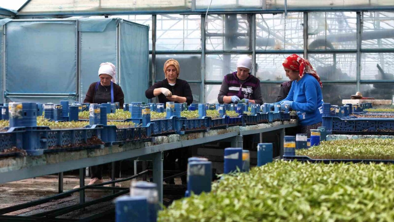 Erzincan Bahçe Kültürleri Enstitüsü seralarında milyonlarca sebze fidesi üretiliyor, üretilen