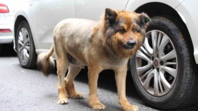 Trabzon’da tüyleri kesilerek Aslan’a benzetilen sokak köpeği kentin maskotu haline