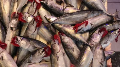 Bu yıl denizlerdeki bol palamut sayesinde balıkçılar ve vatandaşlar palamuda