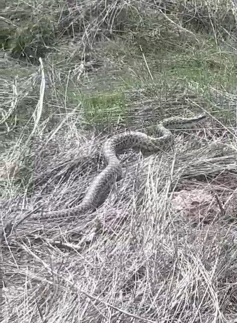 Erzurum’da görüntülenen 3 metre uzunluğundaki yılan şaşırttı. Pazaryolu ilçesindeki evinin
