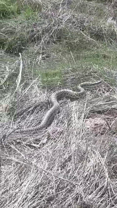 Erzurum’da görüntülenen 3 metre uzunluğundaki yılan şaşırttı. Pazaryolu ilçesindeki evinin