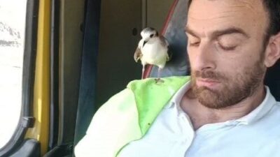 Rize’de minik bir martı ile dostluk kuran Adnan Saymaz’ın görüntüleri