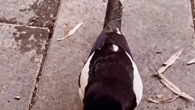 Erzurum'un Uzundere ilçesindeki esnafların sevgilisi haline gelen saksağan, iş yerlerini