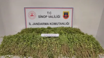 Sinop’un Gerze ilçesinde tarlasında 31 bin 265 kök kenevir bitkisi