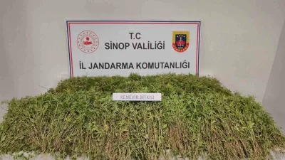 Sinop’un Gerze ilçesinde bir tarlada yasa dışı ekilen 31 bin