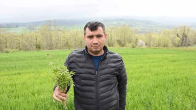 Sinop’un Gerze ilçesinde, tarlasındaki 31 bin 265 kök kenevir bitkisiyle