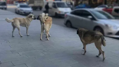 Tercan ilçesinde başıboş köpeklerin neden olduğu sorunları dile getiren Hasan