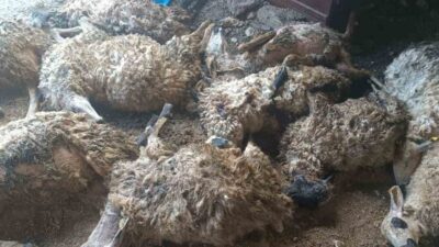 Tunceli’nin Çemişgezek ilçesine bağlı Gedikler köyünde, koyunların korkması sonucu ağılda