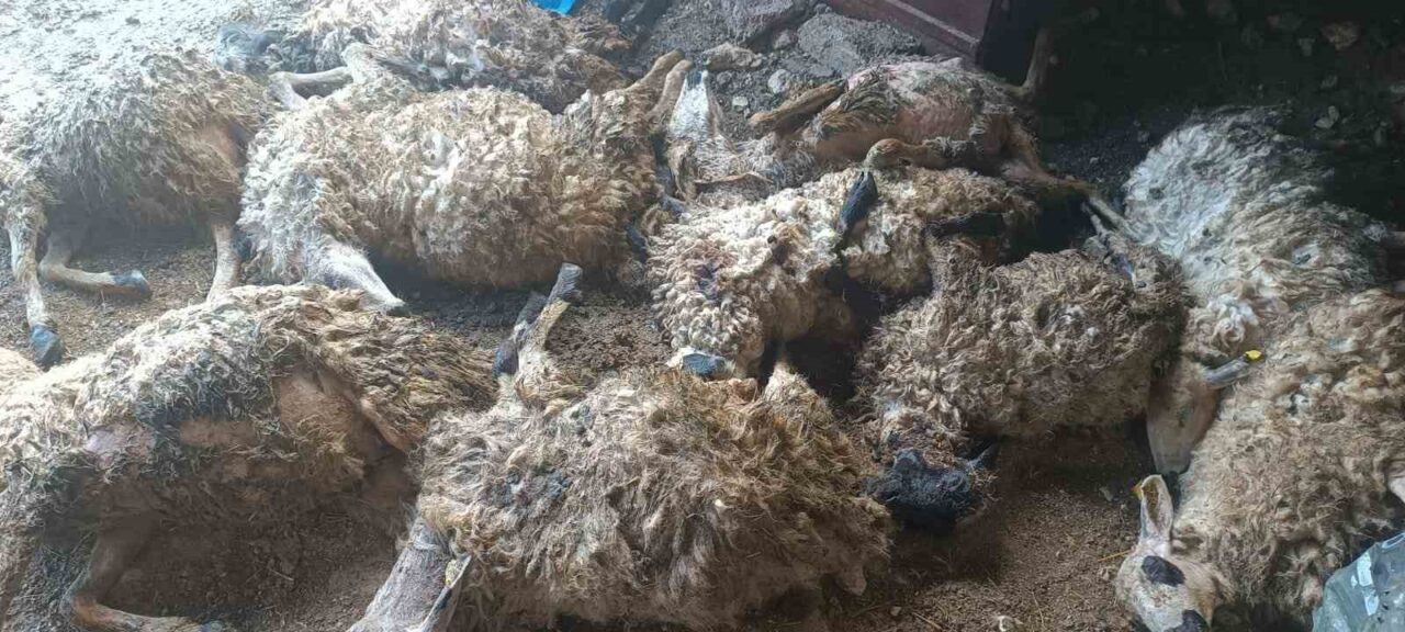 Tunceli’nin Çemişgezek ilçesine bağlı Gedikler köyünde, koyunların korkması sonucu ağılda