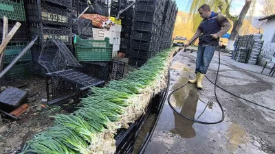 Erzurum’un Uzundere ilçesindeki büyük seralarda soğan, roka ve tere üretimi