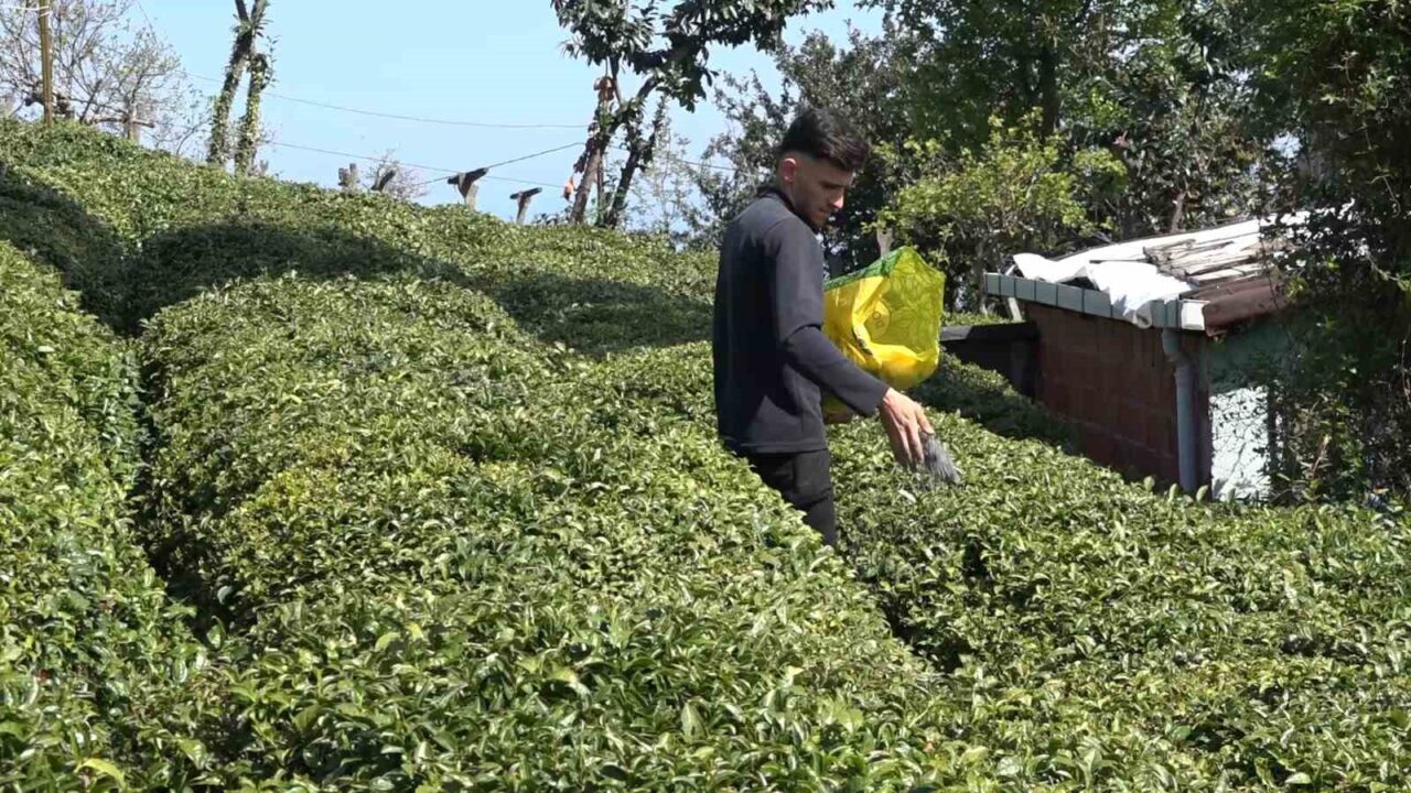 Doğu Karadeniz’in geçim kaynağı çay için 2025 yaş çay sezonu