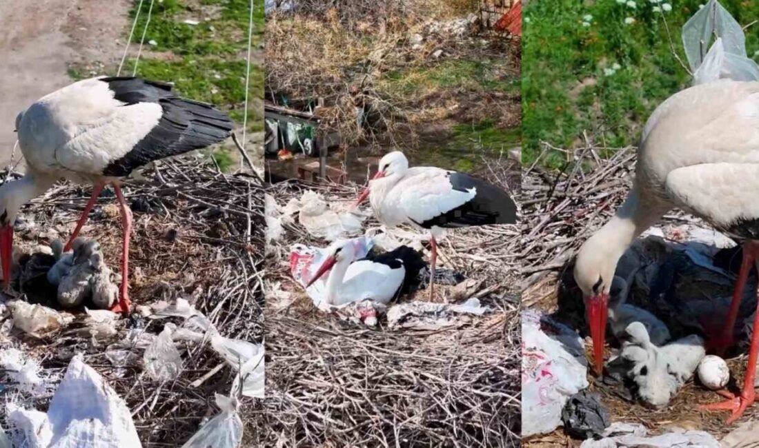 Erzincan Kilimli köyünde, 10 yılı aşkın süredir göç etmeyen ve