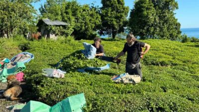2025 yılı yaş çay sezonunun ilk sürgünü bugün itibariyle açıldı.
