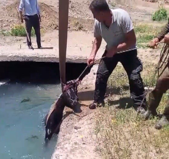 Erzincan’da 3 gündür kayıp olan at, sulama kanalında bulundu. Boğulmak