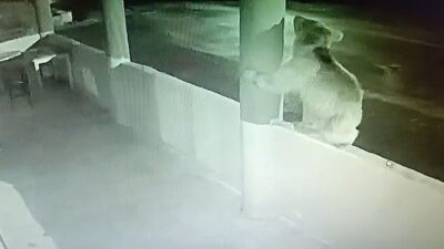 Bayburt’ta aç bir yavru ayı, Kop Dağı mevkiinde hizmet veren