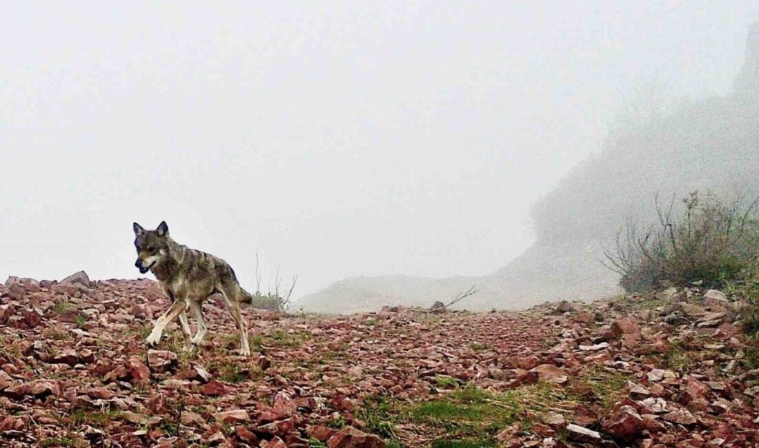 Trabzon Şalpazarı ilçesinin Ağasar Bölgesi’nin yaban hayatı fotokapanla görüntülendi. Bölgede