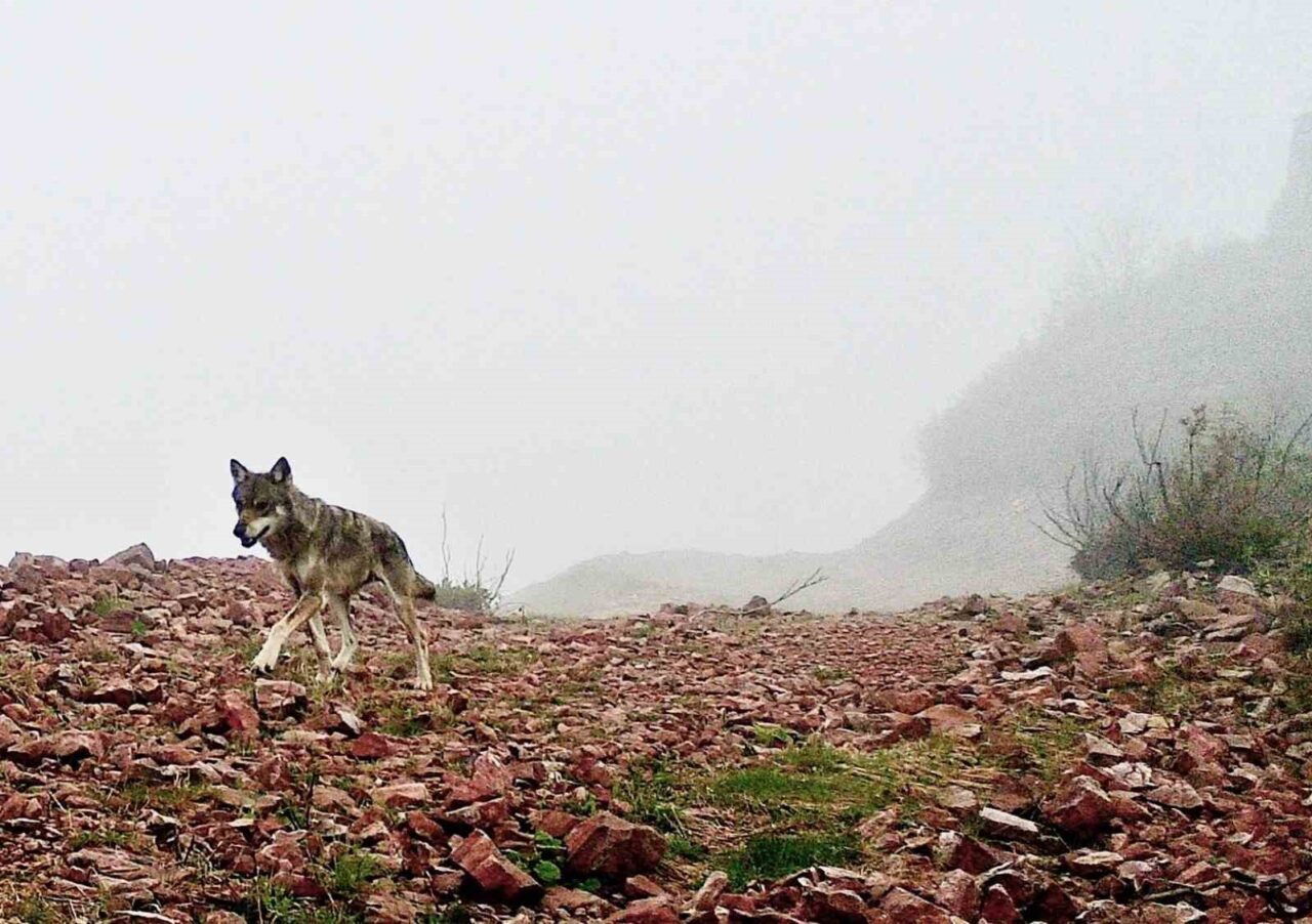 Trabzon Şalpazarı ilçesinin Ağasar Bölgesi’nin yaban hayatı fotokapanla görüntülendi. Bölgede